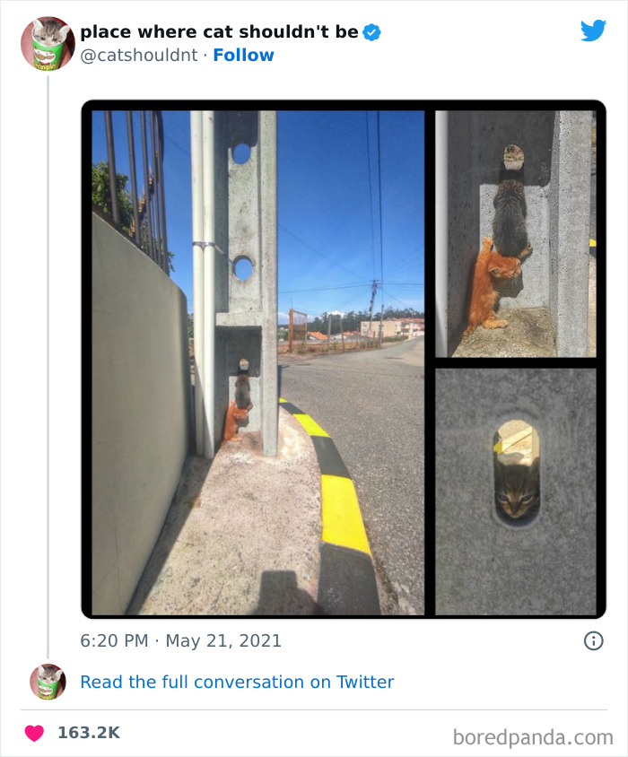 Cats-Where-Shouldnt-Be-Pictures