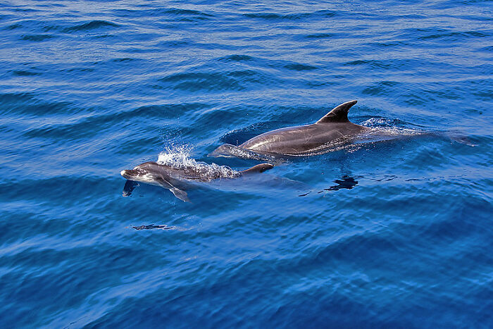 New Discovery Of Dolphins Using Baby Talk With Their Offspring Provides Fascinating Insight Into Animal Parenting