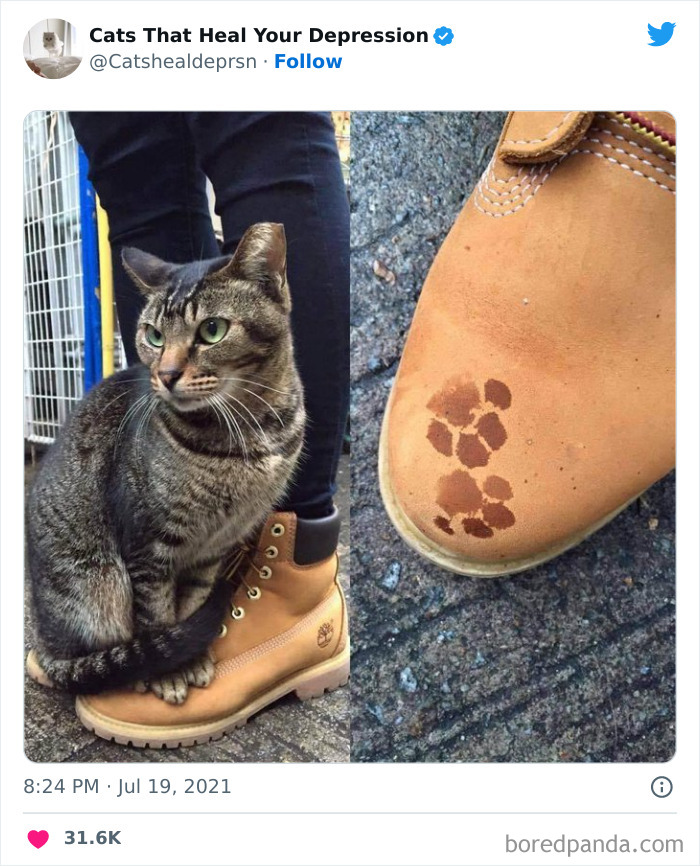 "Cats That Heal Your Depression": 50 Pics Of Adorable Felines Who Don't Even Know What Power They Hold