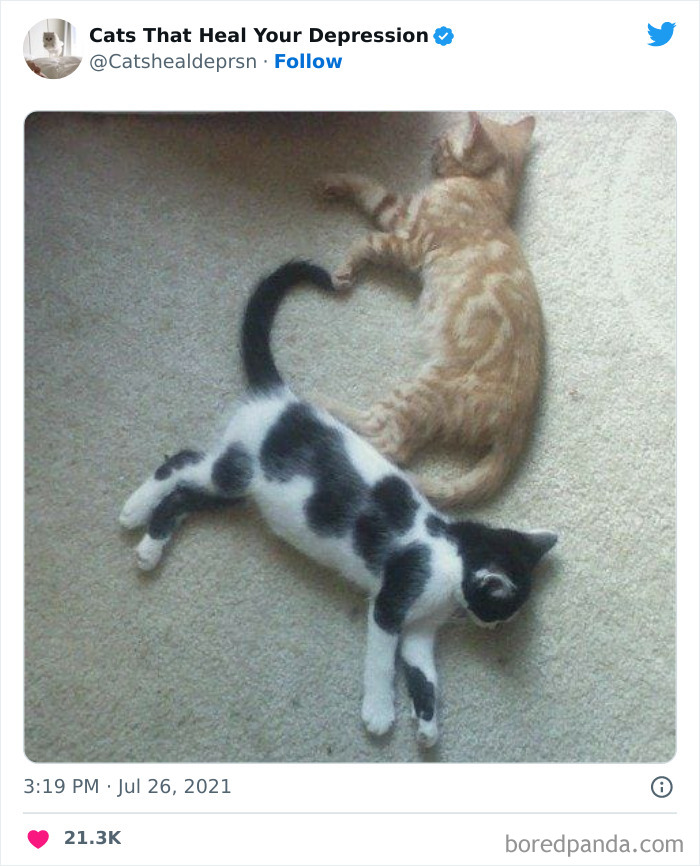 Heart-Warming-Cat-Pics