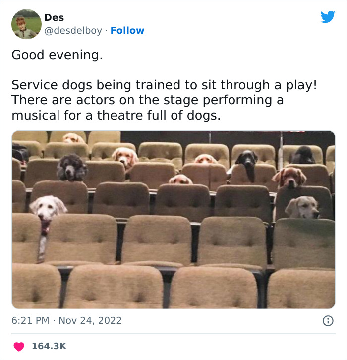 Service dogs sitting in theater seats, watching a play, shared by "Meme Lord" Instagram account.