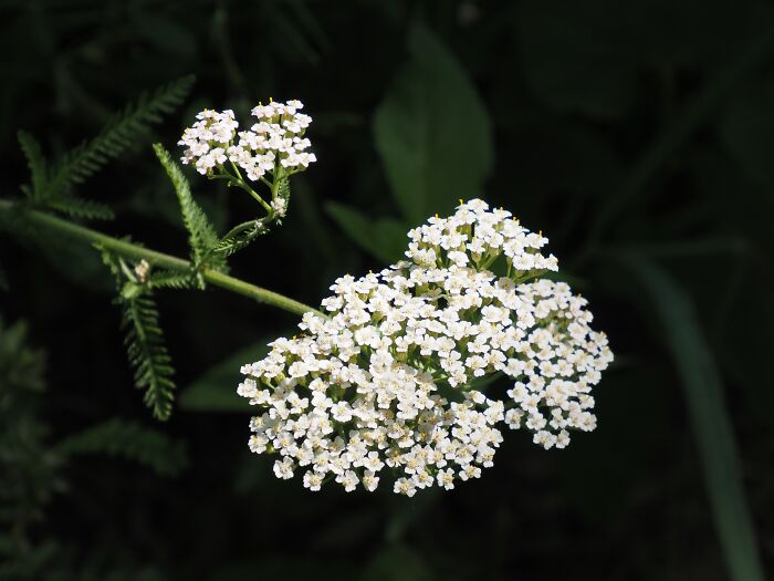 Close-up of a cluster of small white flowers on a green stem, illustrating natural beauty and interesting facts to know.