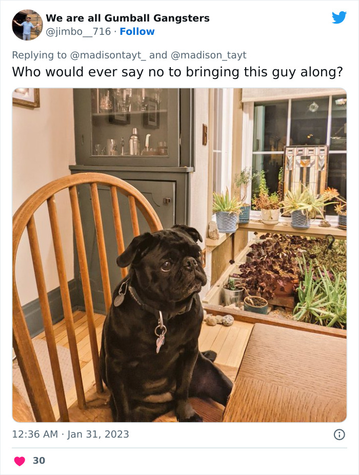 &ldquo;I&rsquo;m Sorry, But Unless It&rsquo;s A Trained Service Dog, Your Dog Simply Does Not Need To Come With You On All Your Errands&rdquo;: Woman&rsquo;s Thread About Dogs Goes Viral On Twitter