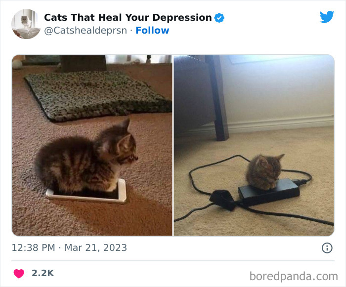 Heart-Warming-Cat-Pics