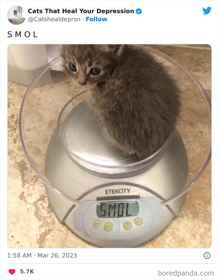 Heart-Warming-Cat-Pics