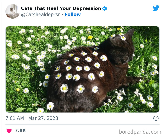 Heart-Warming-Cat-Pics