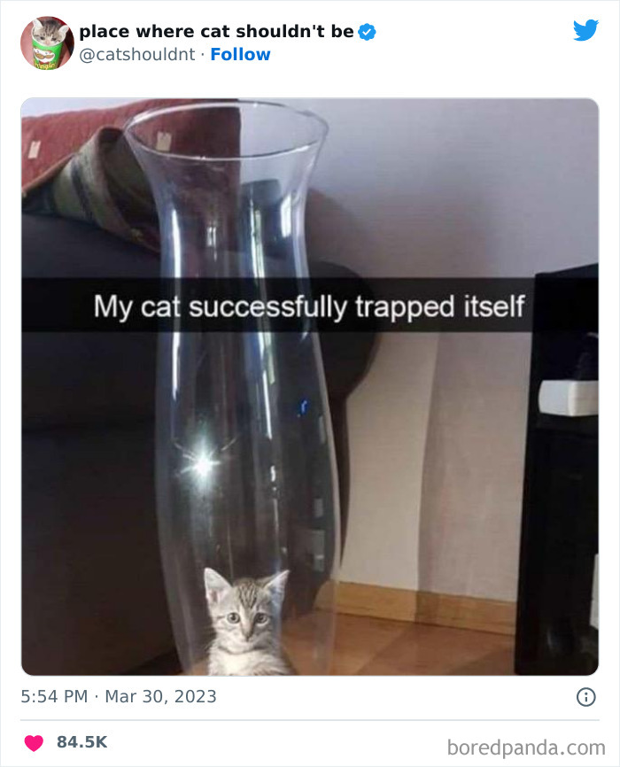 Cats-Where-Shouldnt-Be-Pictures