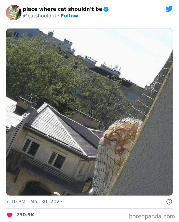 Cats-Where-Shouldnt-Be-Pictures