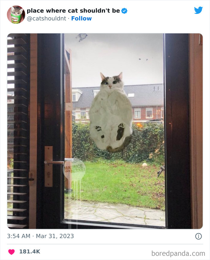 Cats-Where-Shouldnt-Be-Pictures