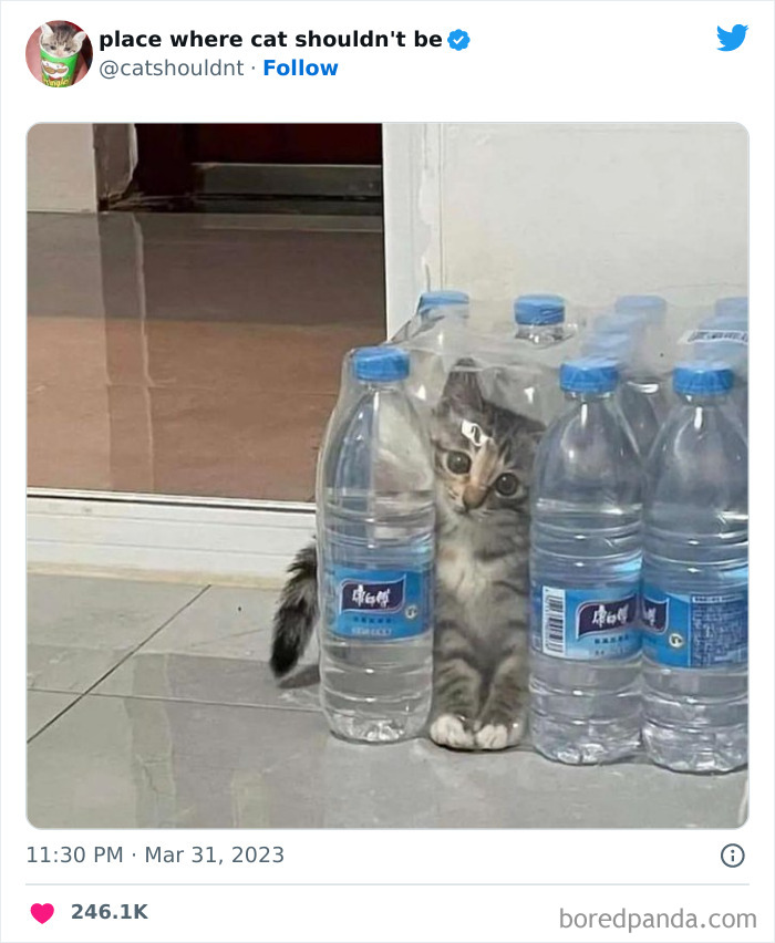 Cats-Where-Shouldnt-Be-Pictures