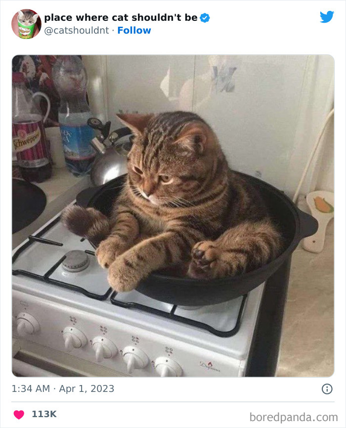 Cats-Where-Shouldnt-Be-Pictures