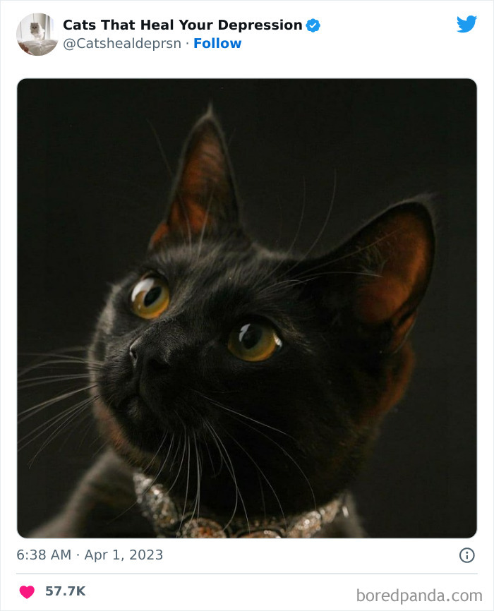 Heart-Warming-Cat-Pics