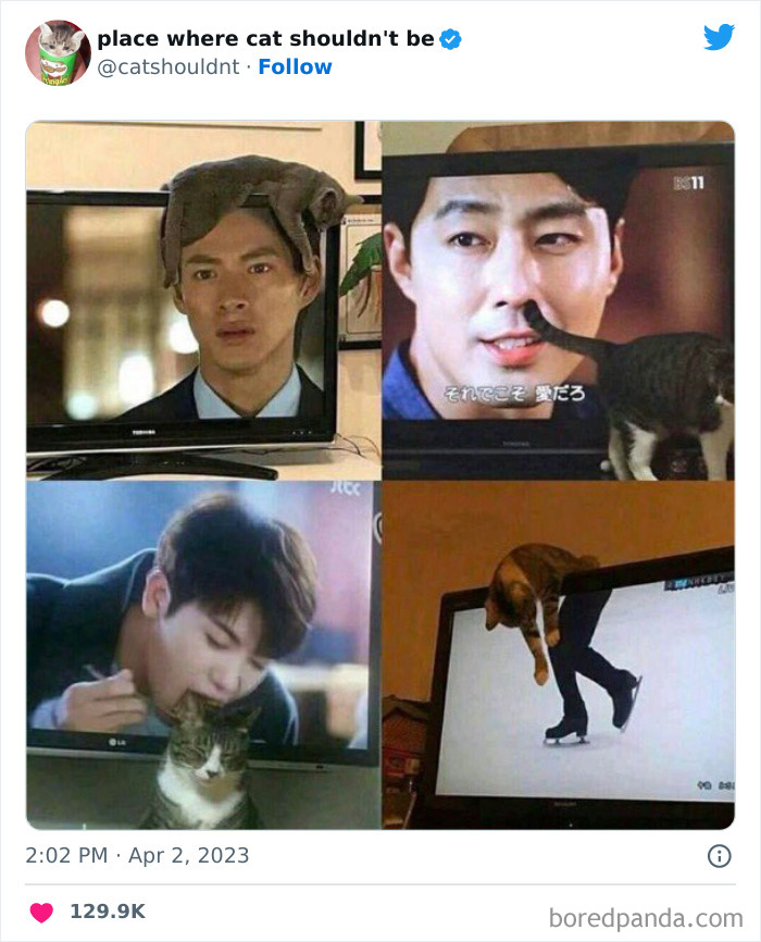 Cats-Where-Shouldnt-Be-Pictures