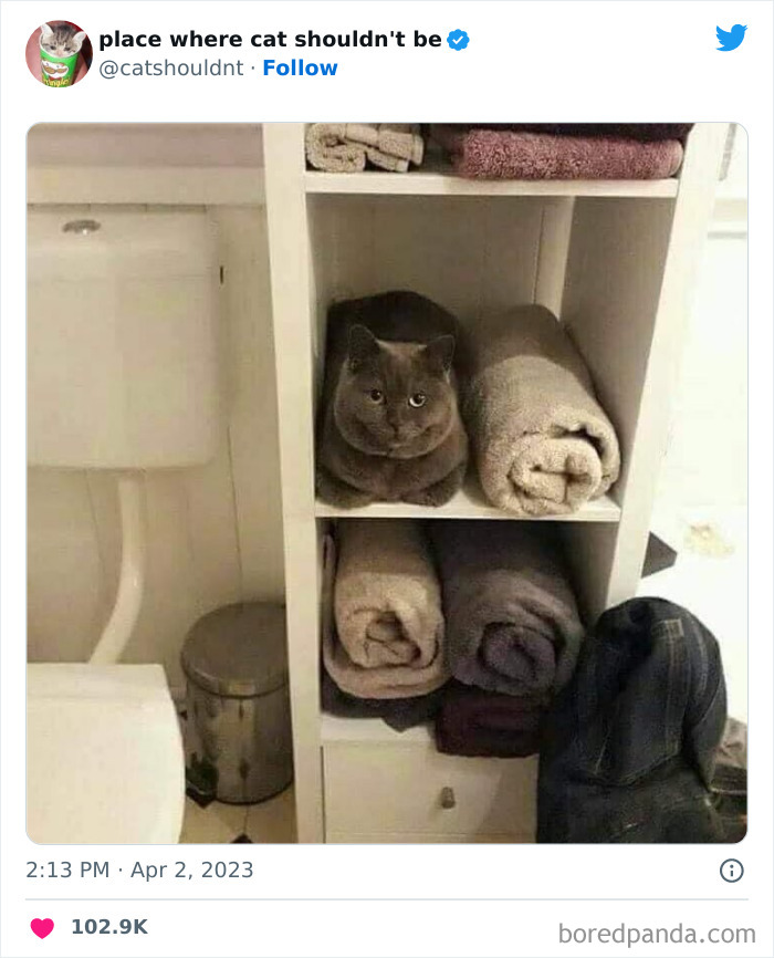 Cats-Where-Shouldnt-Be-Pictures