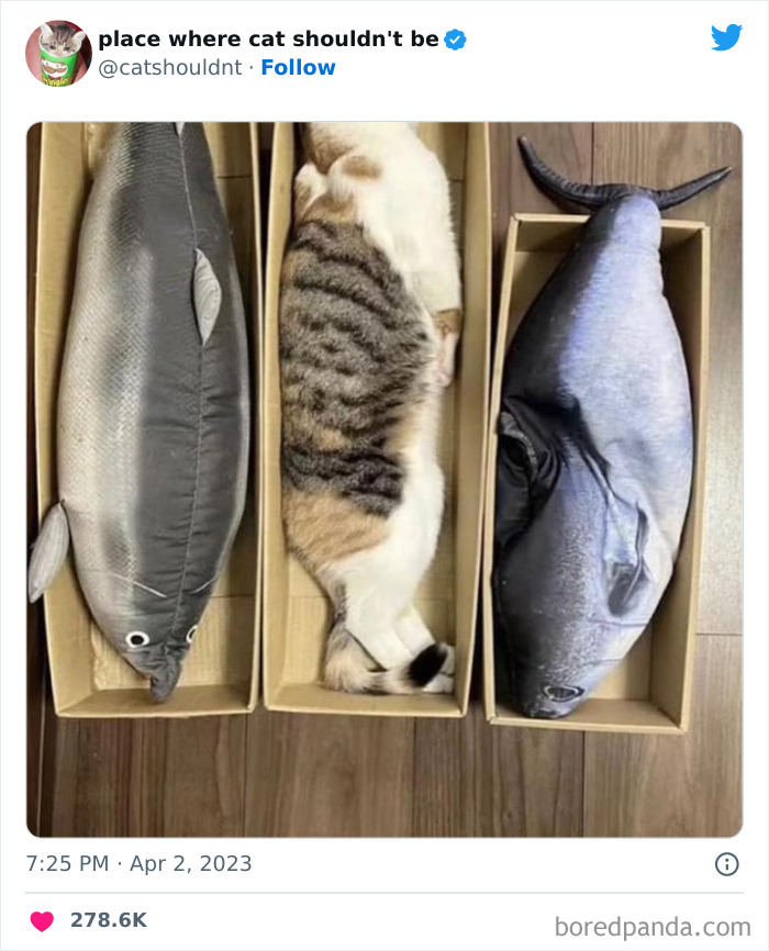 Cats-Where-Shouldnt-Be-Pictures