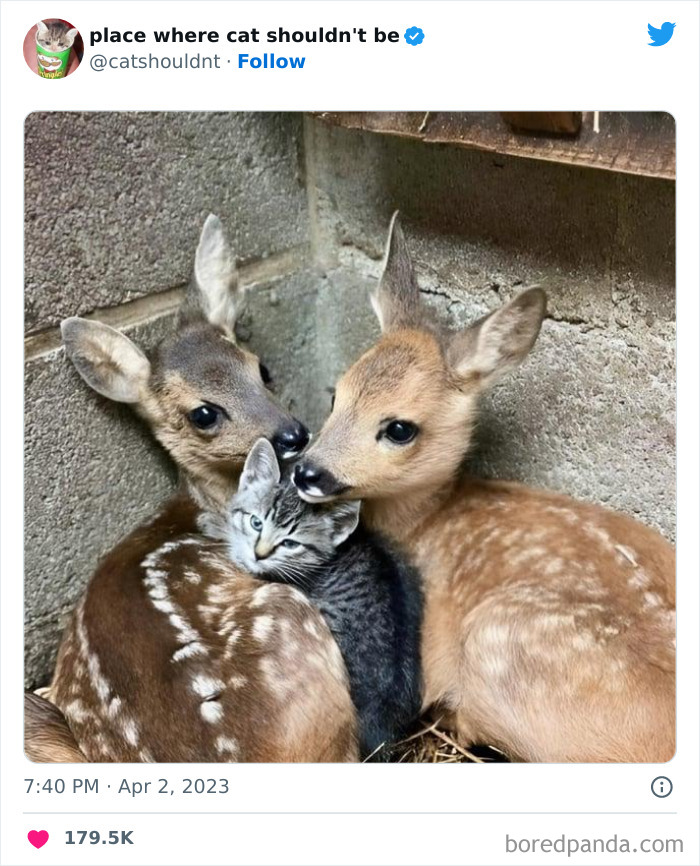 Cats-Where-Shouldnt-Be-Pictures