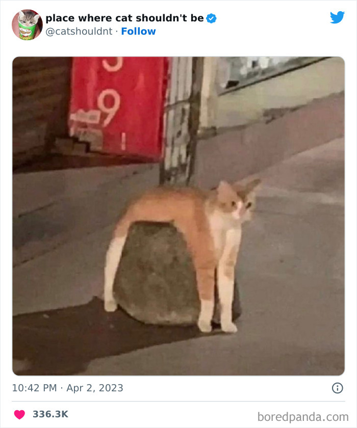 Cats-Where-Shouldnt-Be-Pictures