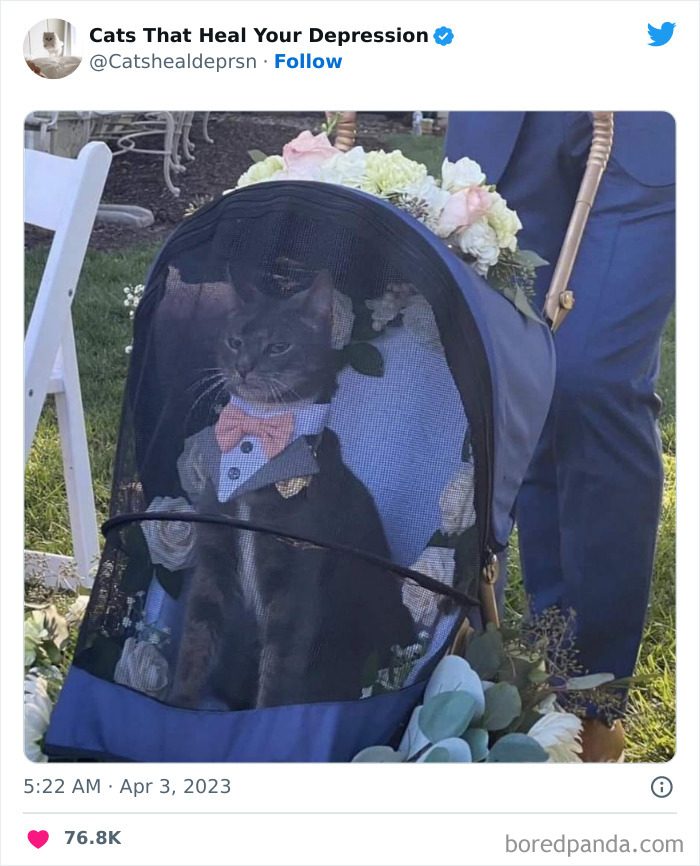 "Cats That Heal Your Depression": 50 Pics Of Adorable Felines Who Don't Even Know What Power They Hold