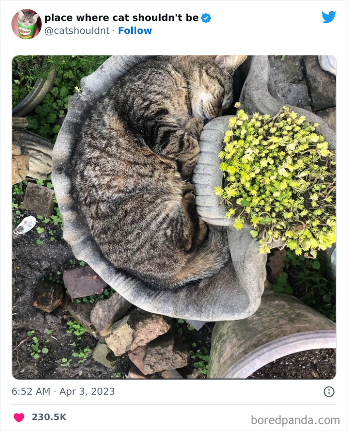 Cats-Where-Shouldnt-Be-Pictures