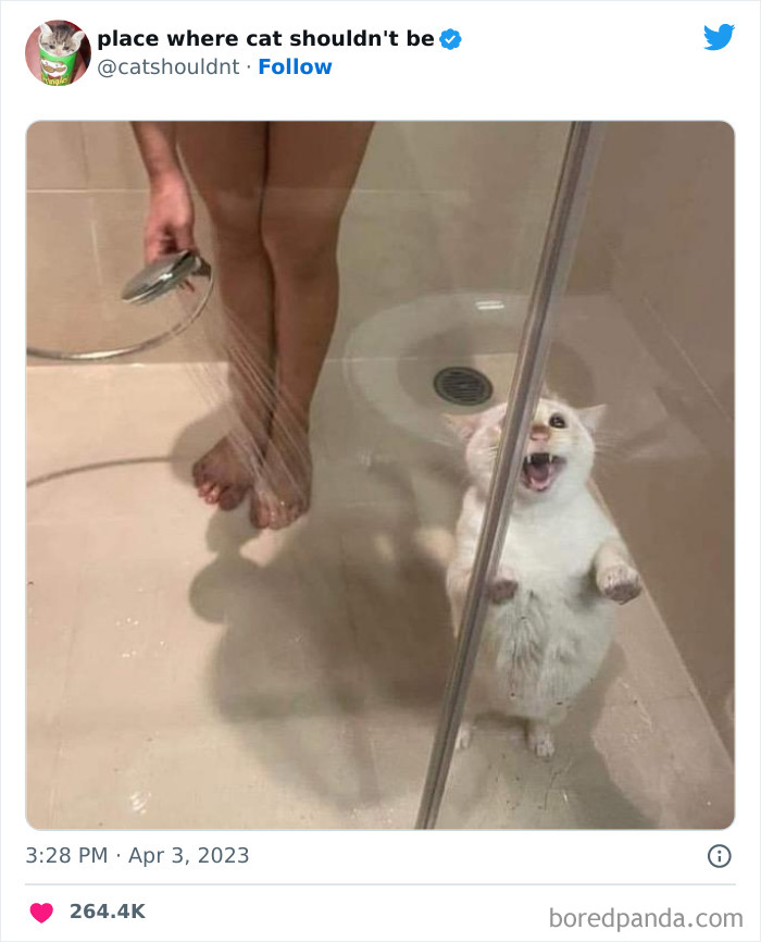 Cats-Where-Shouldnt-Be-Pictures