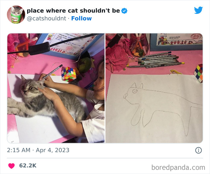 Cats-Where-Shouldnt-Be-Pictures