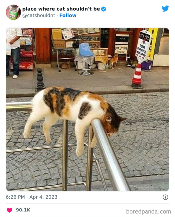 Cats-Where-Shouldnt-Be-Pictures