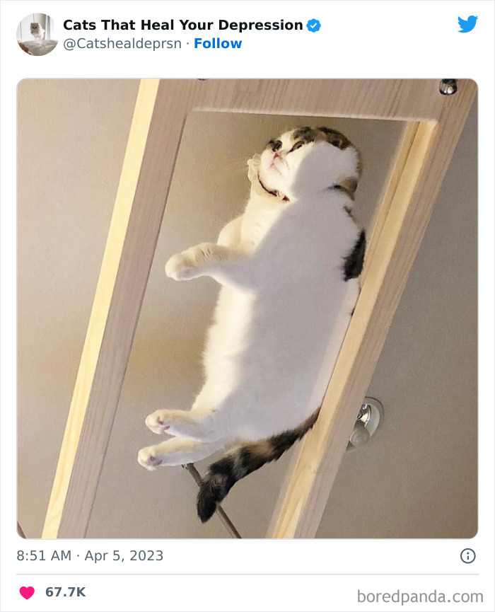 Heart-Warming-Cat-Pics