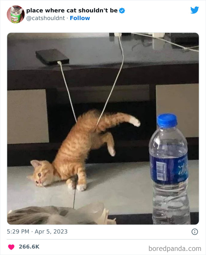 Cats-Where-Shouldnt-Be-Pictures