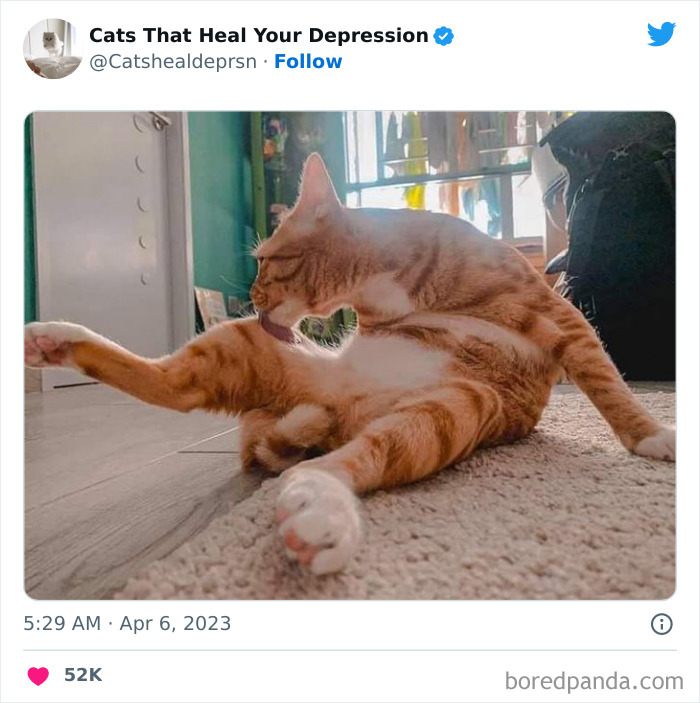 Heart-Warming-Cat-Pics