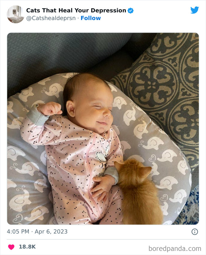 Heart-Warming-Cat-Pics