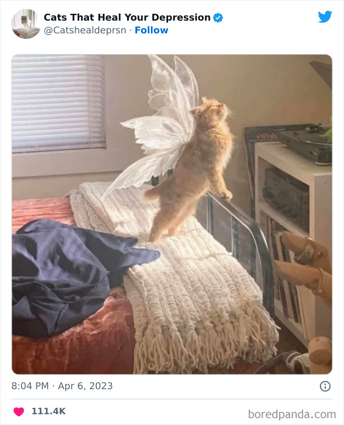 "Cats That Heal Your Depression": 50 Pics Of Adorable Felines Who Don't Even Know What Power They Hold