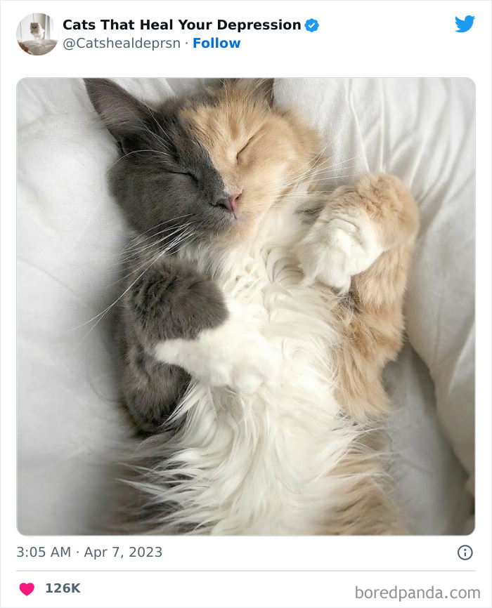 Heart-Warming-Cat-Pics