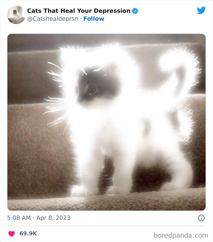 "Cats That Heal Your Depression": 50 Pics Of Adorable Felines Who Don't Even Know What Power They Hold