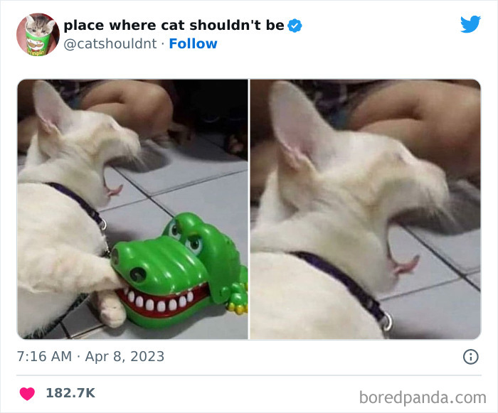 Cats-Where-Shouldnt-Be-Pictures