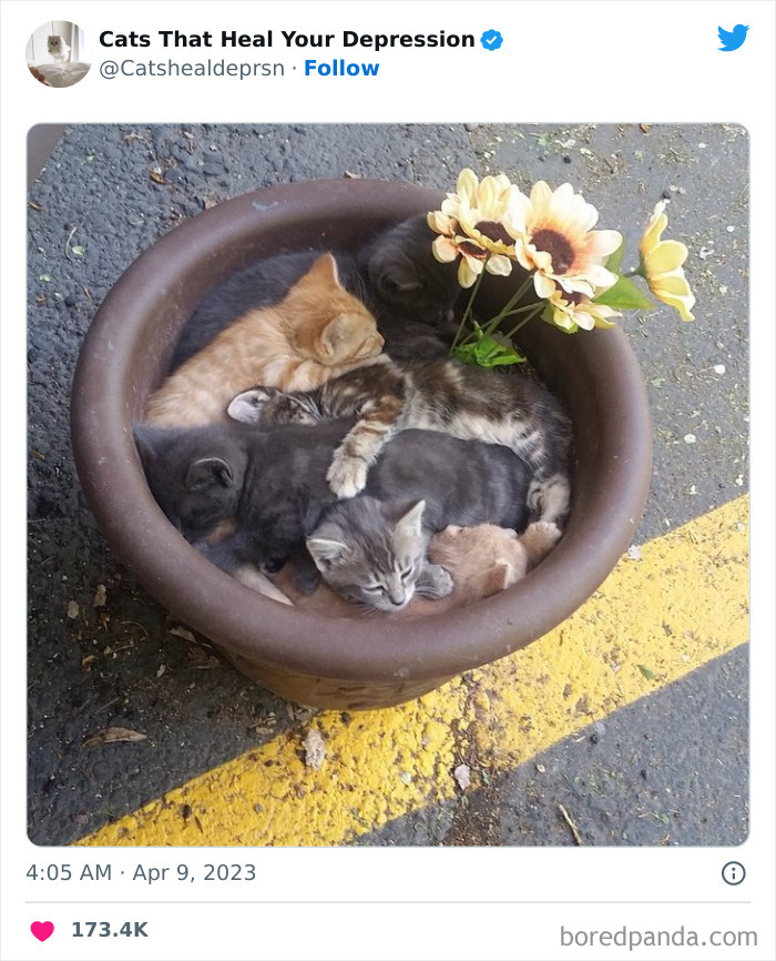 "Cats That Heal Your Depression": 50 Pics Of Adorable Felines Who Don't Even Know What Power They Hold