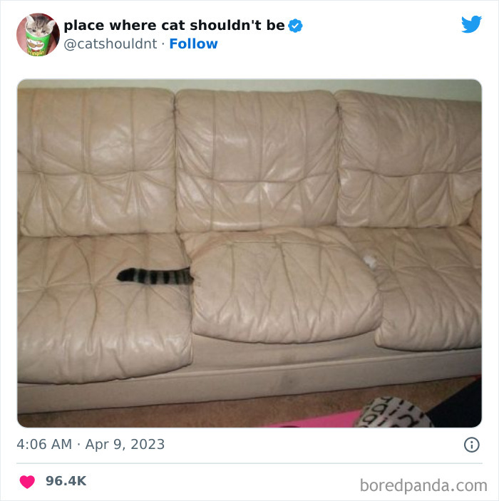 Cats-Where-Shouldnt-Be-Pictures