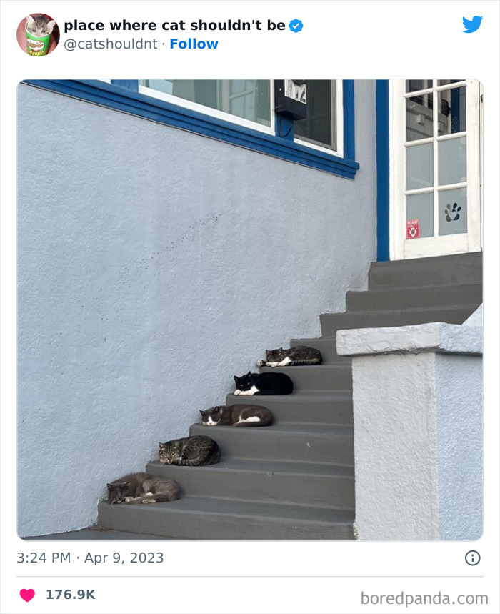 Cats-Where-Shouldnt-Be-Pictures