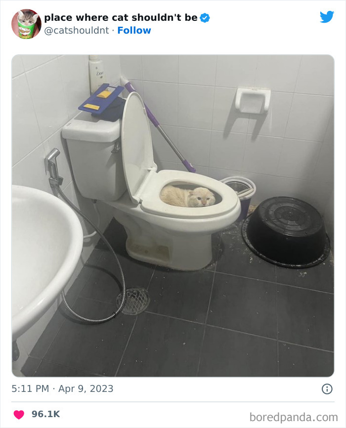 Cats-Where-Shouldnt-Be-Pictures