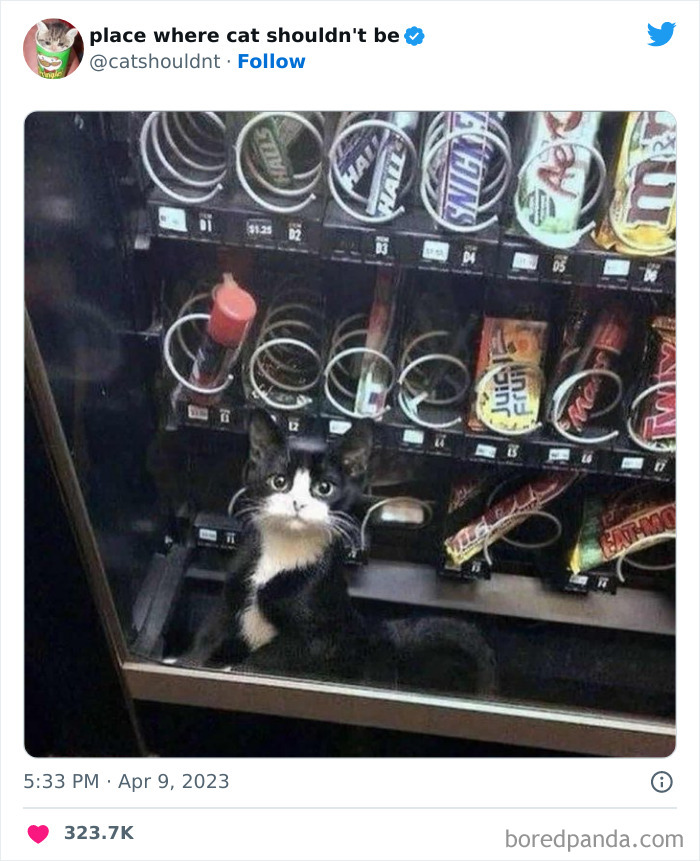 Cats-Where-Shouldnt-Be-Pictures