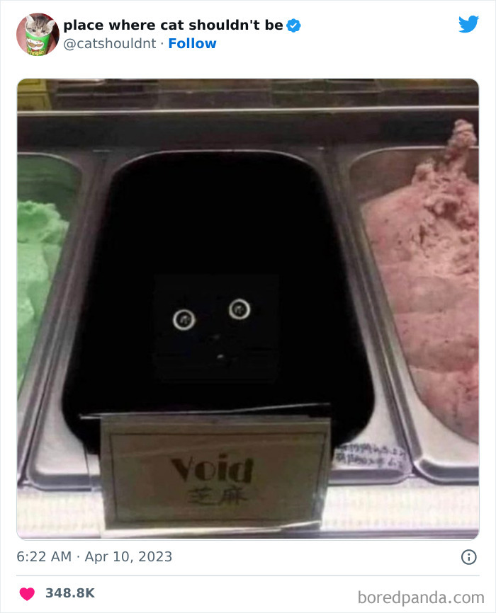 Cats-Where-Shouldnt-Be-Pictures