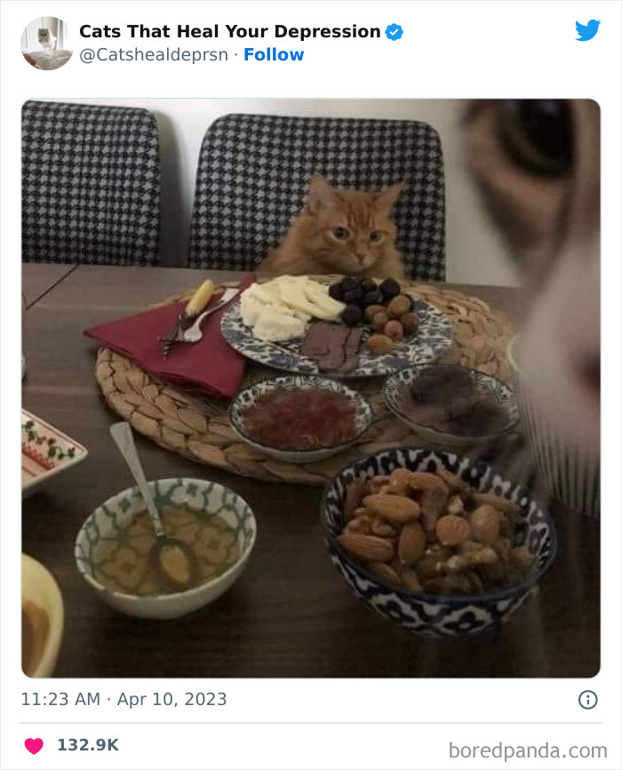 Heart-Warming-Cat-Pics