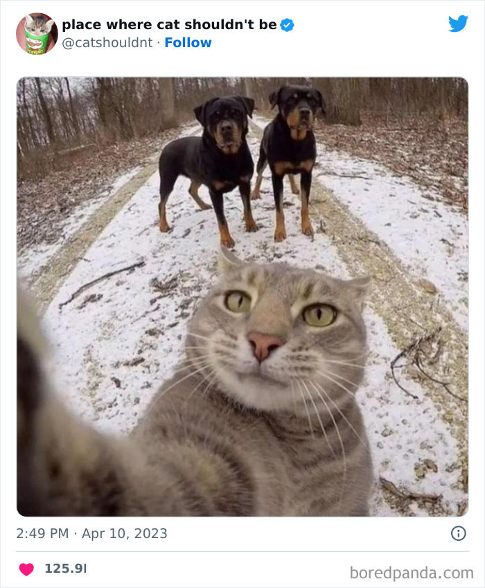 Cats-Where-Shouldnt-Be-Pictures