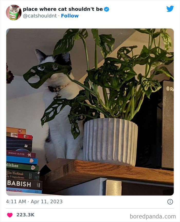 Cats-Where-Shouldnt-Be-Pictures