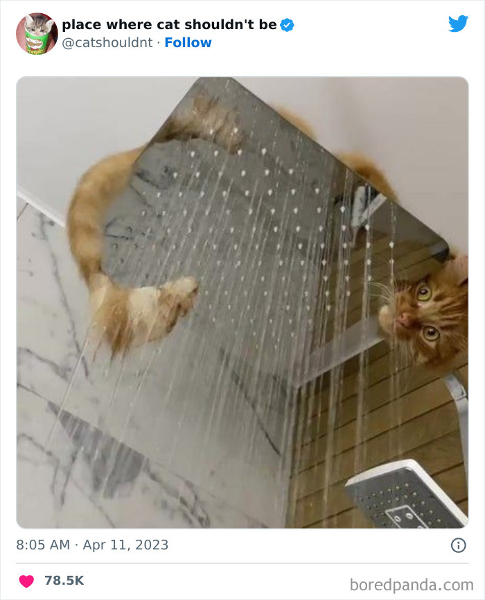 Cats-Where-Shouldnt-Be-Pictures