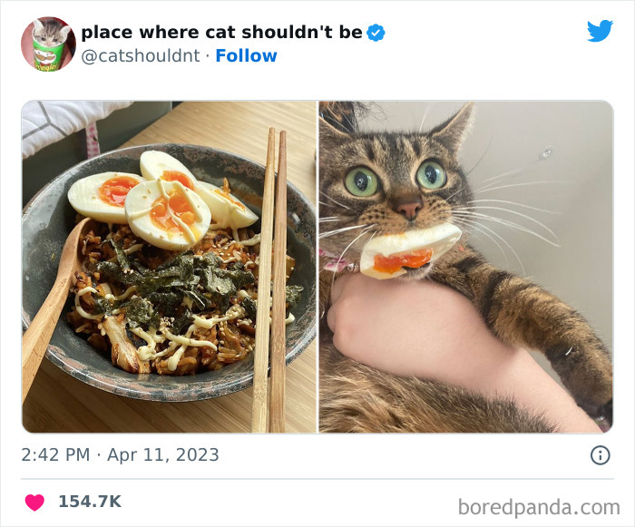 Cats-Where-Shouldnt-Be-Pictures