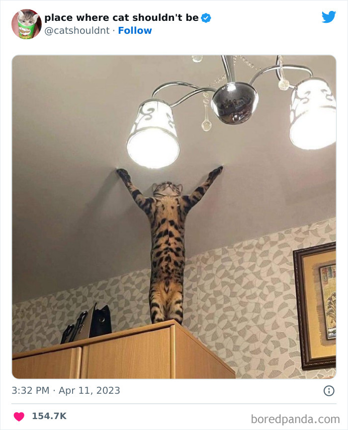 Cats-Where-Shouldnt-Be-Pictures