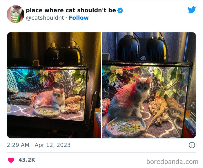 Cats-Where-Shouldnt-Be-Pictures