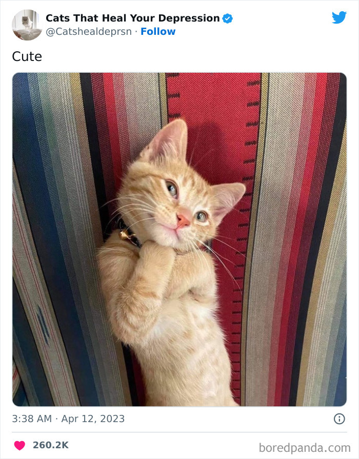 Heart-Warming-Cat-Pics