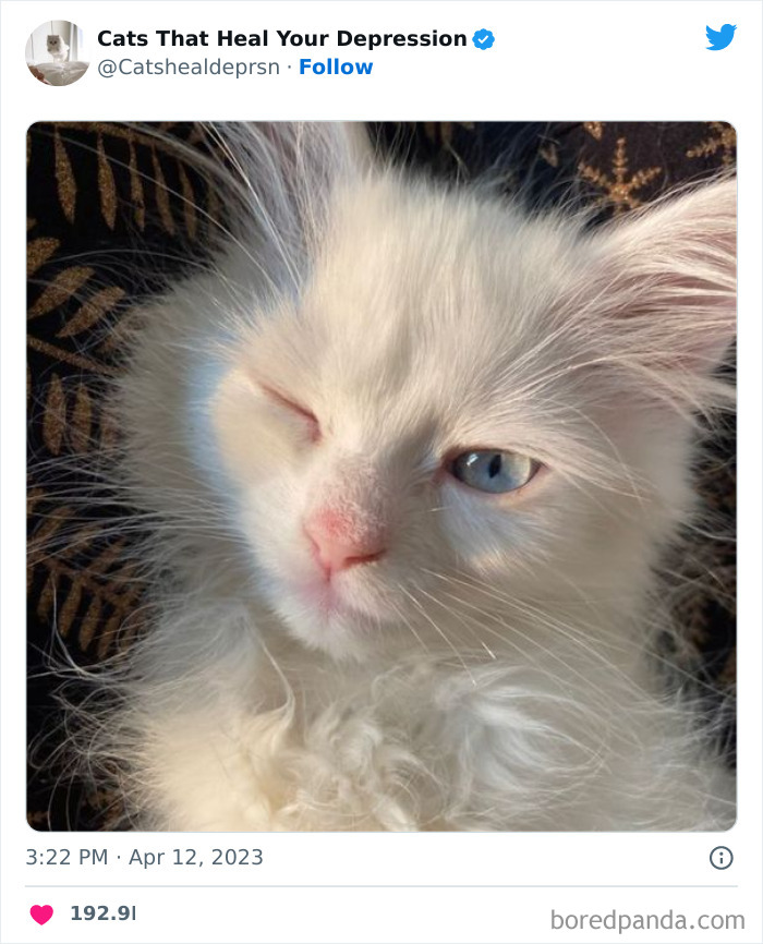 Heart-Warming-Cat-Pics