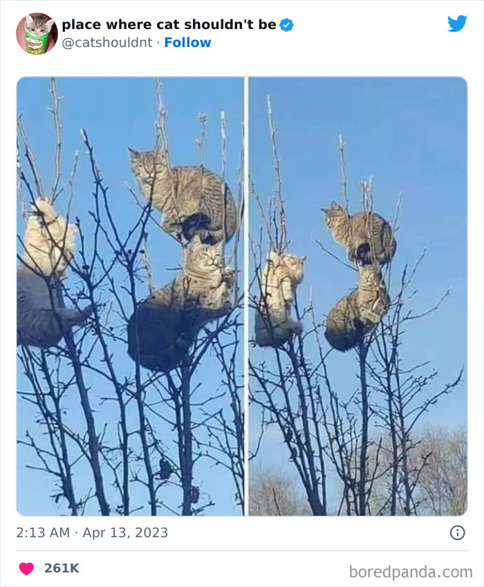 Cats-Where-Shouldnt-Be-Pictures